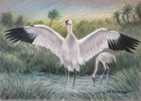 Whooping Crane