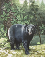 Black Bear
